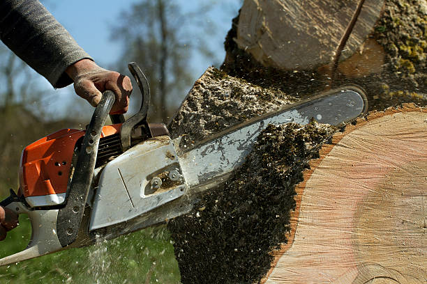 Tree Root Removal in Garden City, GA